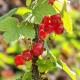 Rote Johannisbeeren Fruchtpulver 150 g Beutel